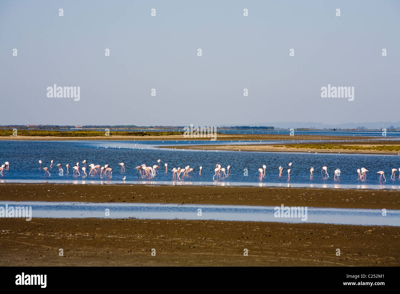 Flamingos in shallow lakes, Camargue, Provence, France. Stock Photo