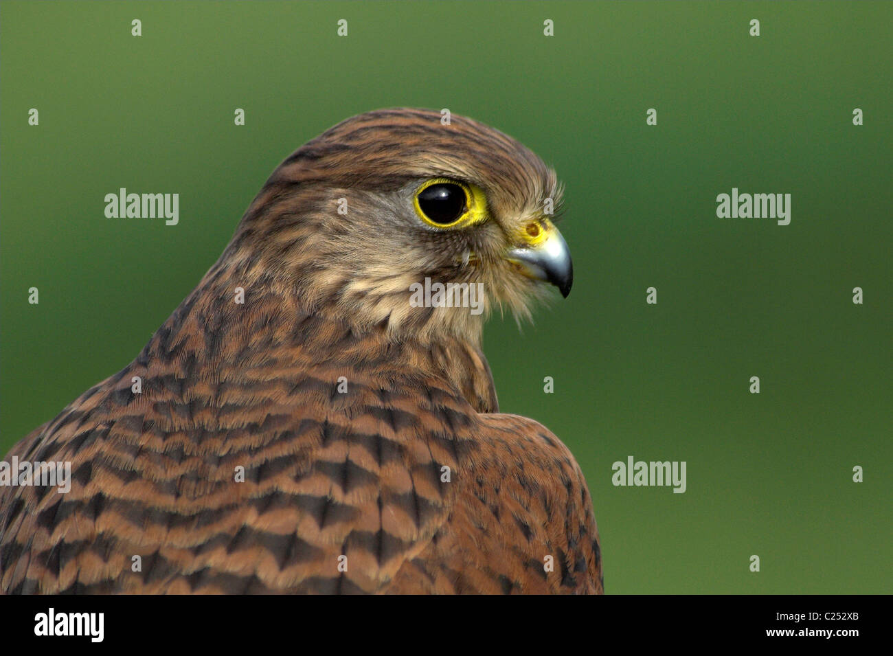 The head and shoulders of a female kestrel, predator UK Stock Photo