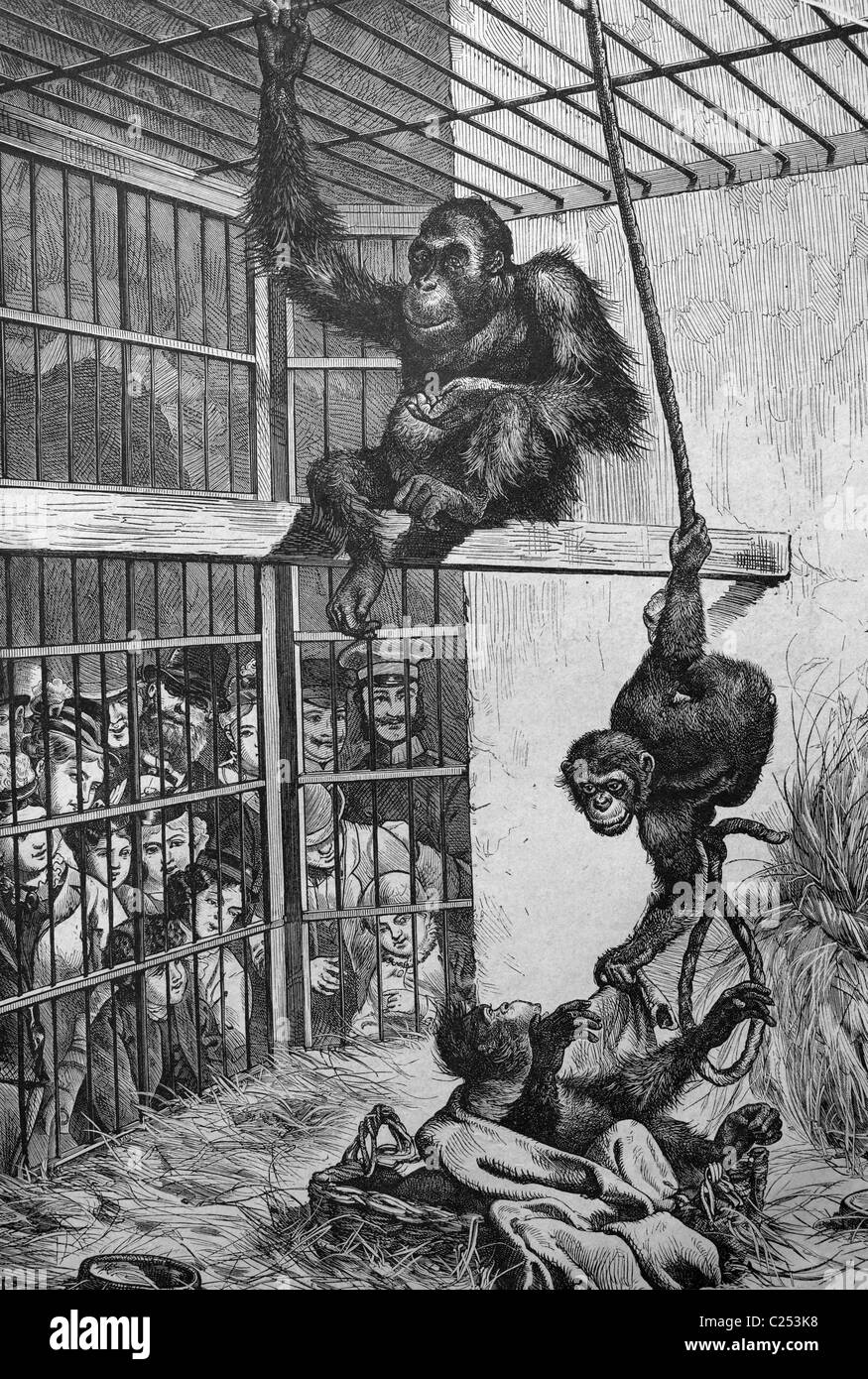 An Orangutan and a chimpanzee at the Berlin Aquarium, Berlin, Germany, historic illustration, 1877 Stock Photo