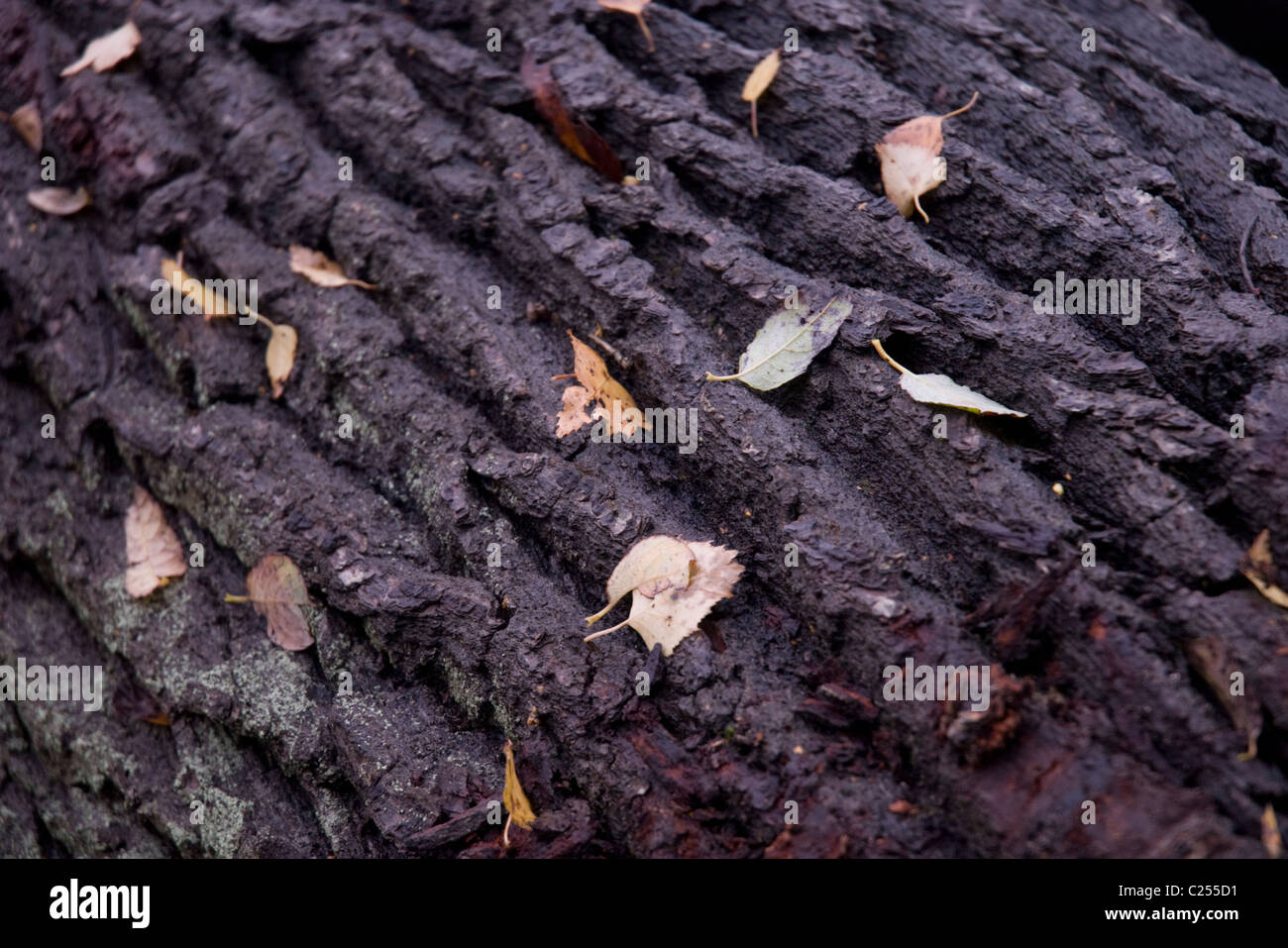 Oak bark Stock Photo