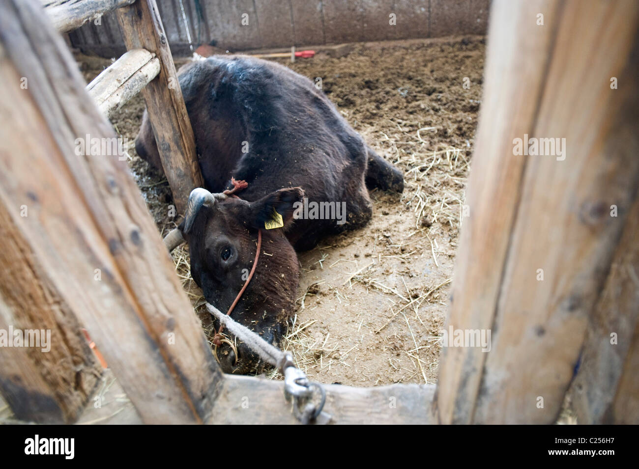 A cow lies dying of thirst in a cattle shed in a village inside the nuclear evacuation zone in Fukushima, Japan Stock Photo