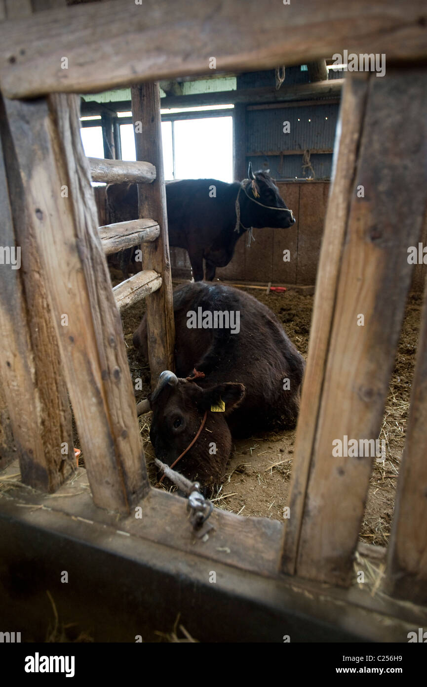 A cow lies dying of thirst in a cattle shed in Minami-Soma, Fukushima Prefecture Stock Photo