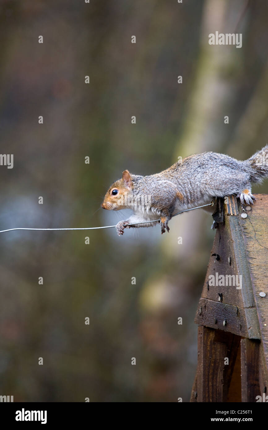 Squirrel at Paxton Pits Nature Reserve Stock Photo