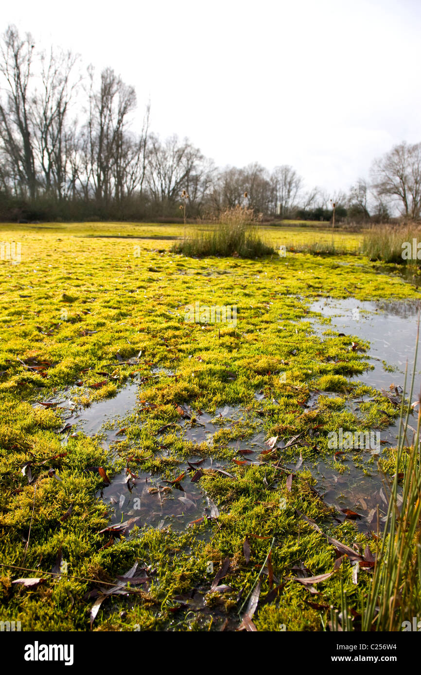 The East Scrub at Paxton Pits Nature Reserve Stock Photo