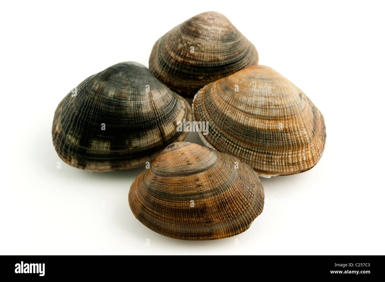 Saltwater clams on a white background Stock Photo