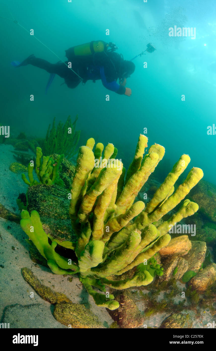 Sponge diving hires stock photography and images Alamy