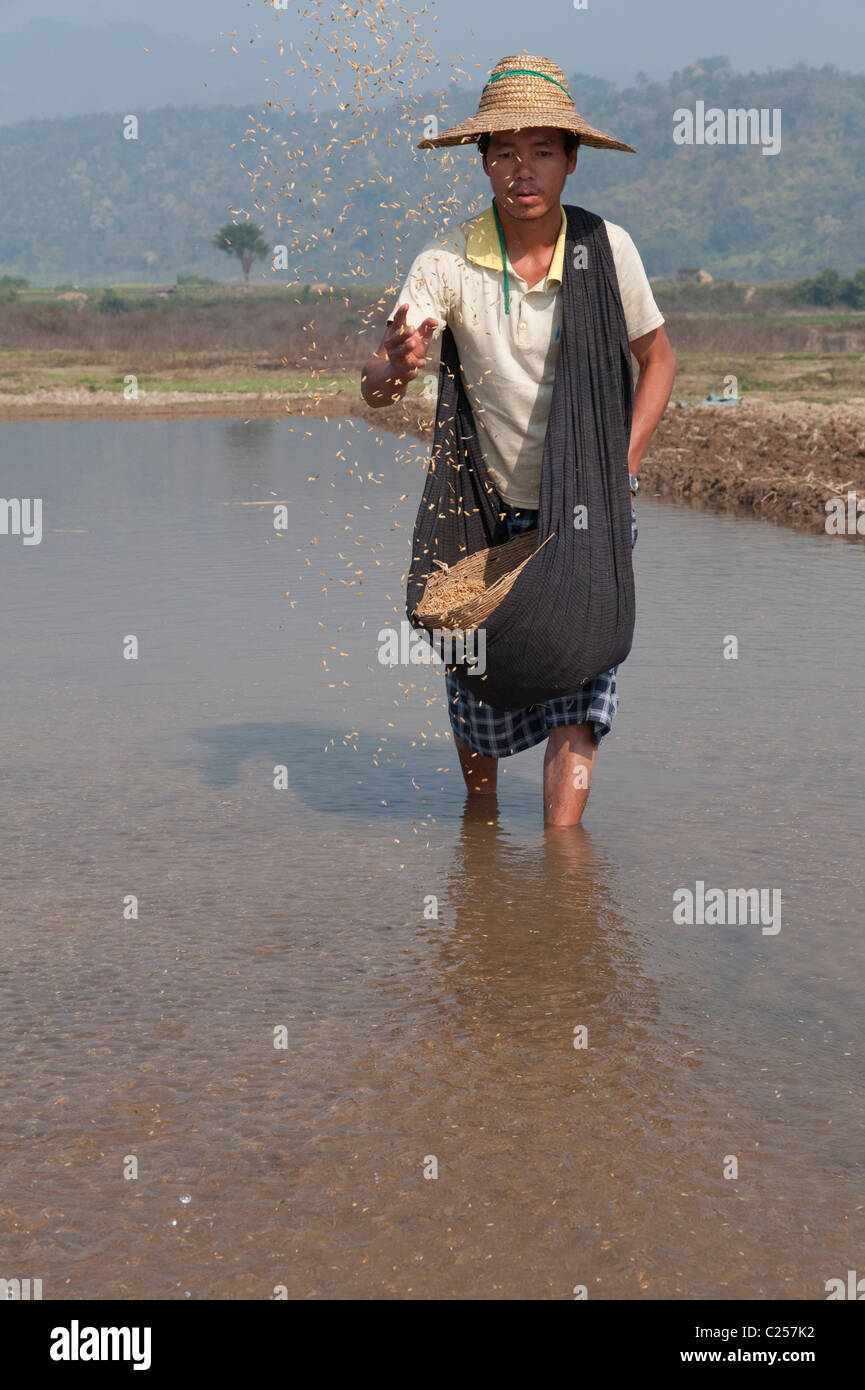 farmer sowing rice in paddy. Hsipaw. Northern Shan State. Myanmar Stock Photo