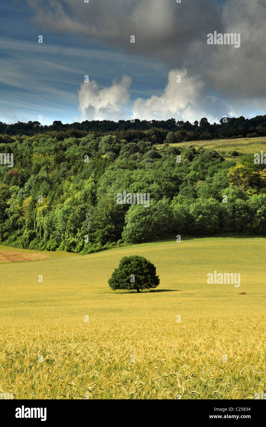 Lone Oak tree in Barley Field, Stead Combe, Cocking, West Sussex, UK Stock Photo