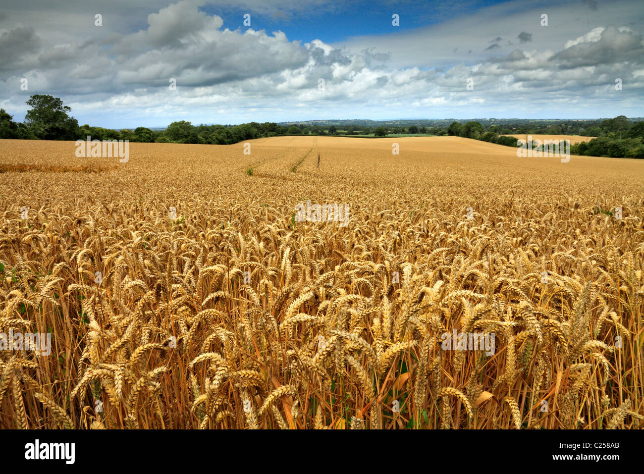 Corn field uk hi-res stock photography and images - Alamy