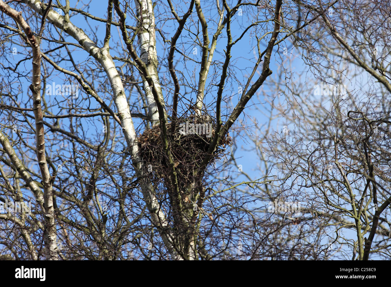 Grey Squirrel Sciurus carolinensis Nest which is also known as a Drey