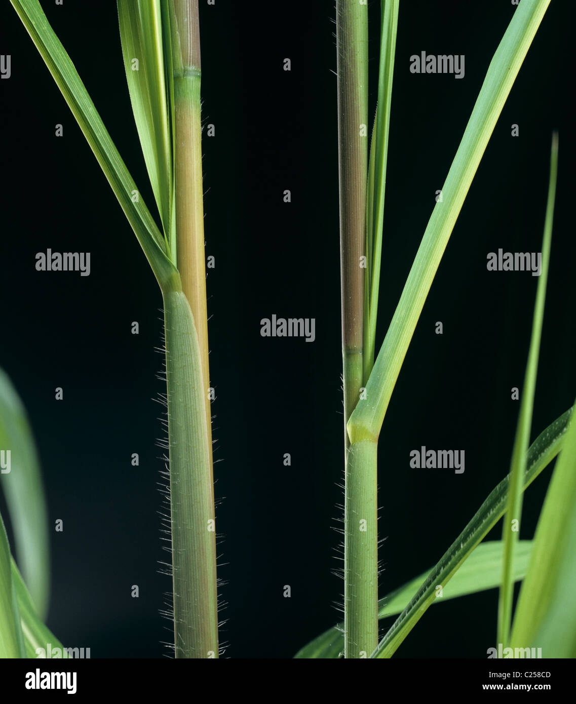 Itch grass or raoulgrass (Rottboellia cochinchinensis) hairy stem and