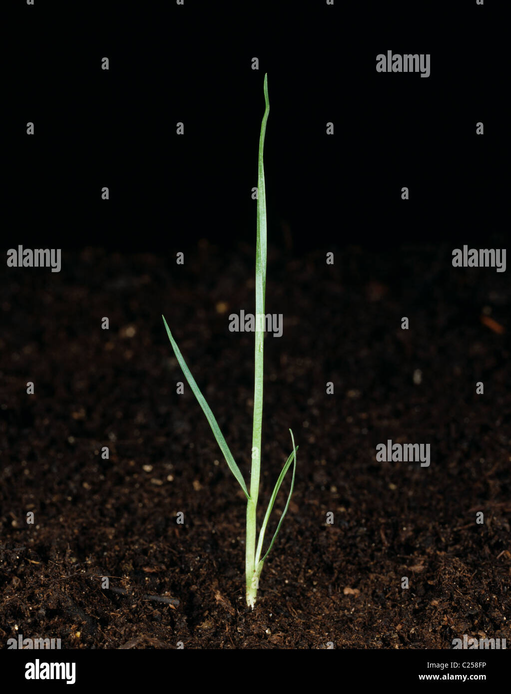 Rough-stalked meadow grass (Poa trivialis) seedling plant just beginning to tiller Stock Photo