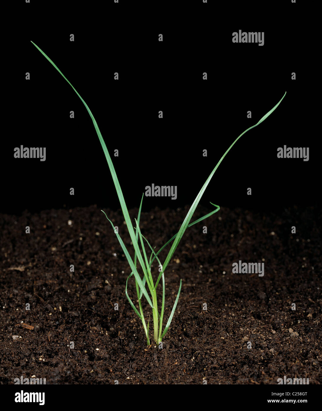 Rough-stalked meadow grass (Poa trivialis) young tillering plant Stock Photo