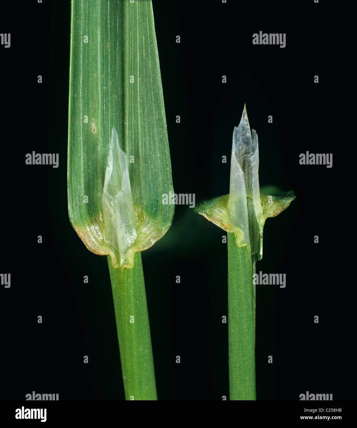 Rough-stalked meadow-grass (Poa trivialis) ligules and leaf sheath Stock Photo