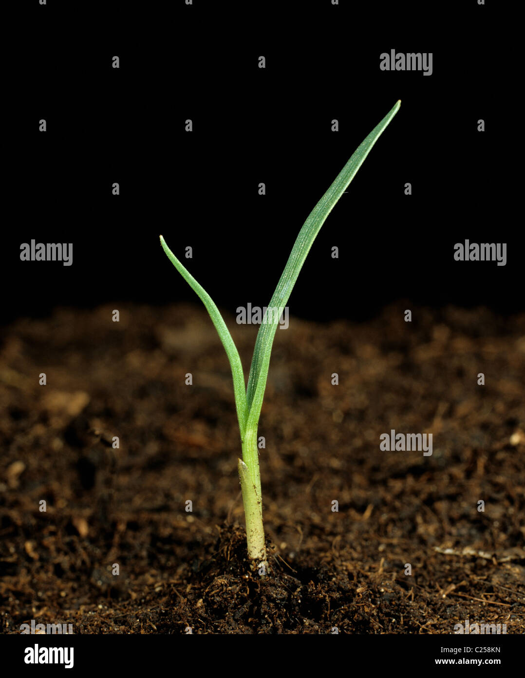 Kikuyu High Resolution Stock Photography and Images Alamy