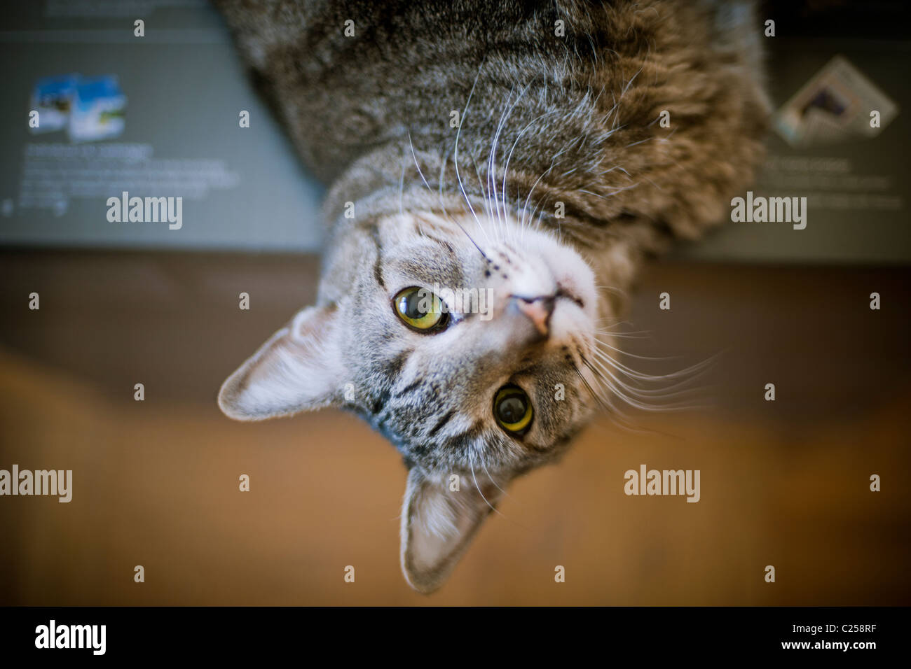 A Rescued Domestic Short Hair Cat Reclines Upside Down Over The