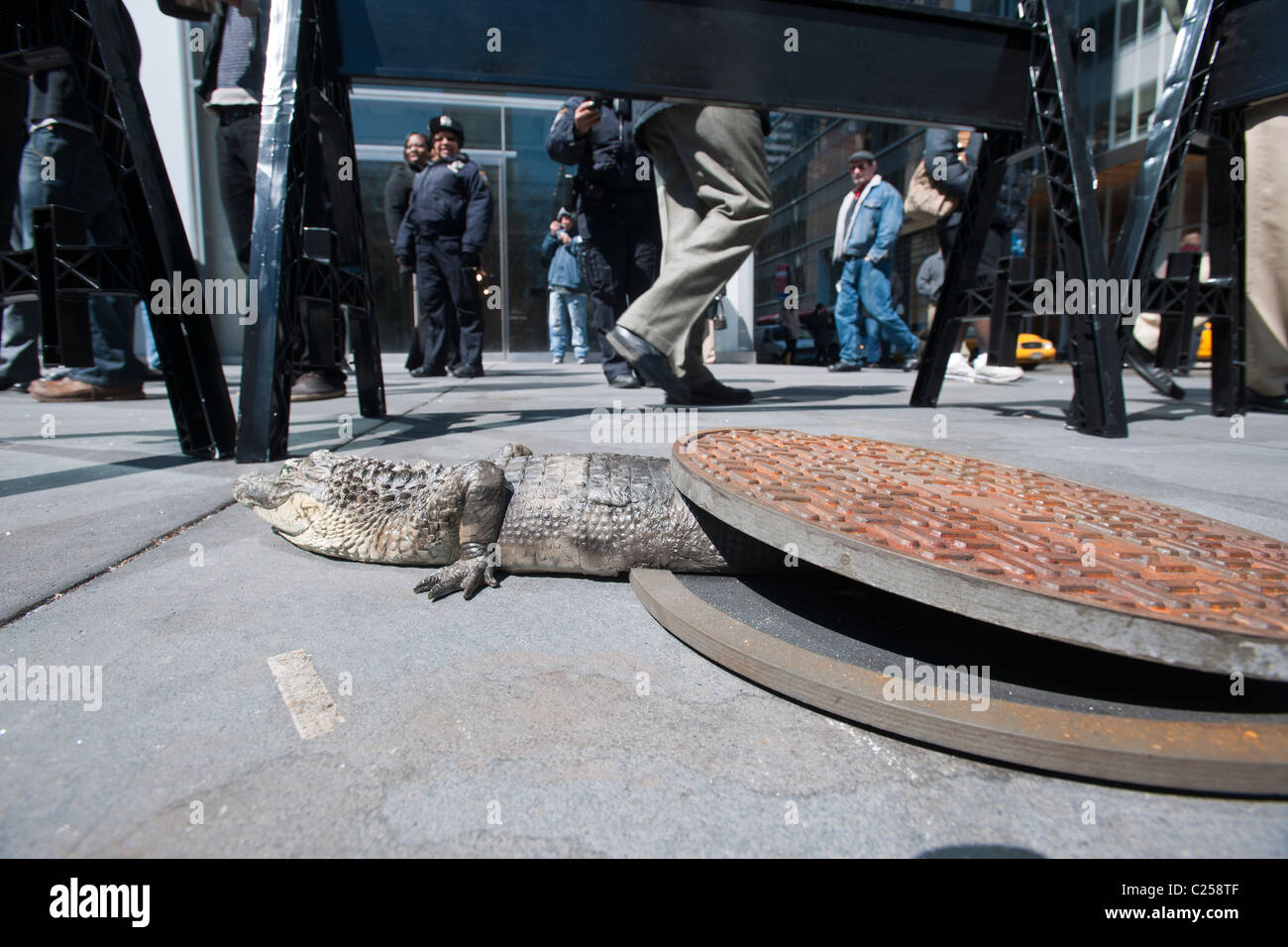 Alligator In Sewer System