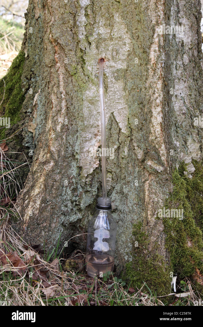 Collecting Sap from a Silver Birch Tree Betula alba in the Spring UK Stock Photo