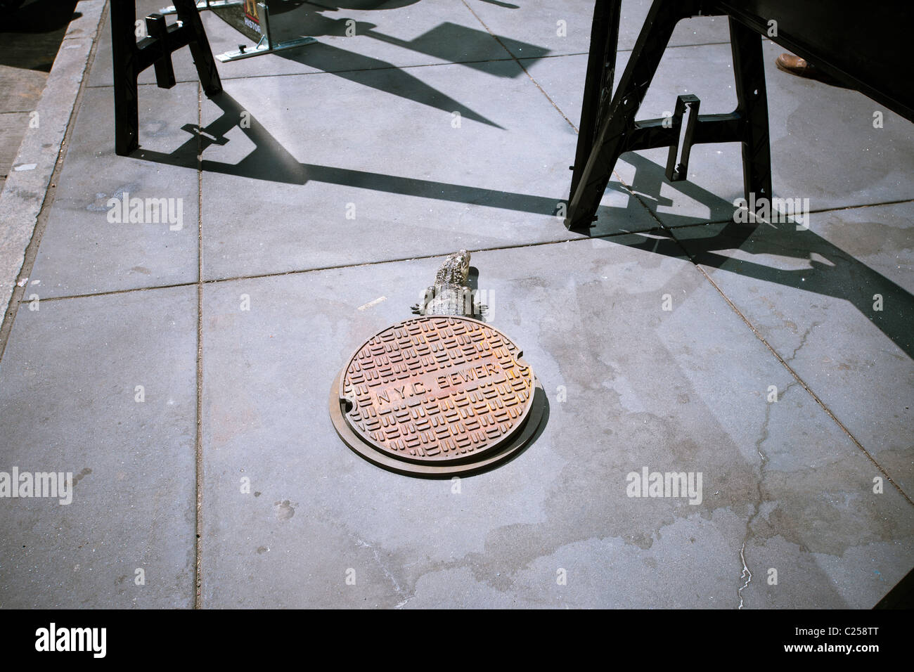 A mock alligator appears to be crawling of of a mock manhole during a promotion of free cajun food Stock Photo