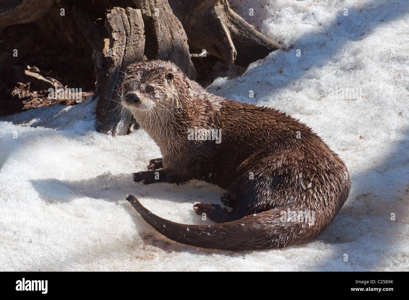 Close-up of a Northern River Otter Stock Photo