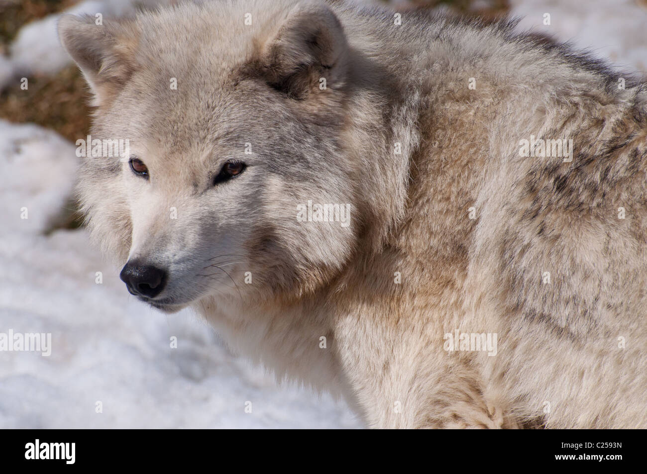 Wolves Spring Images Close-up of a Timber Wolf in spring Stock Photo - Alamy