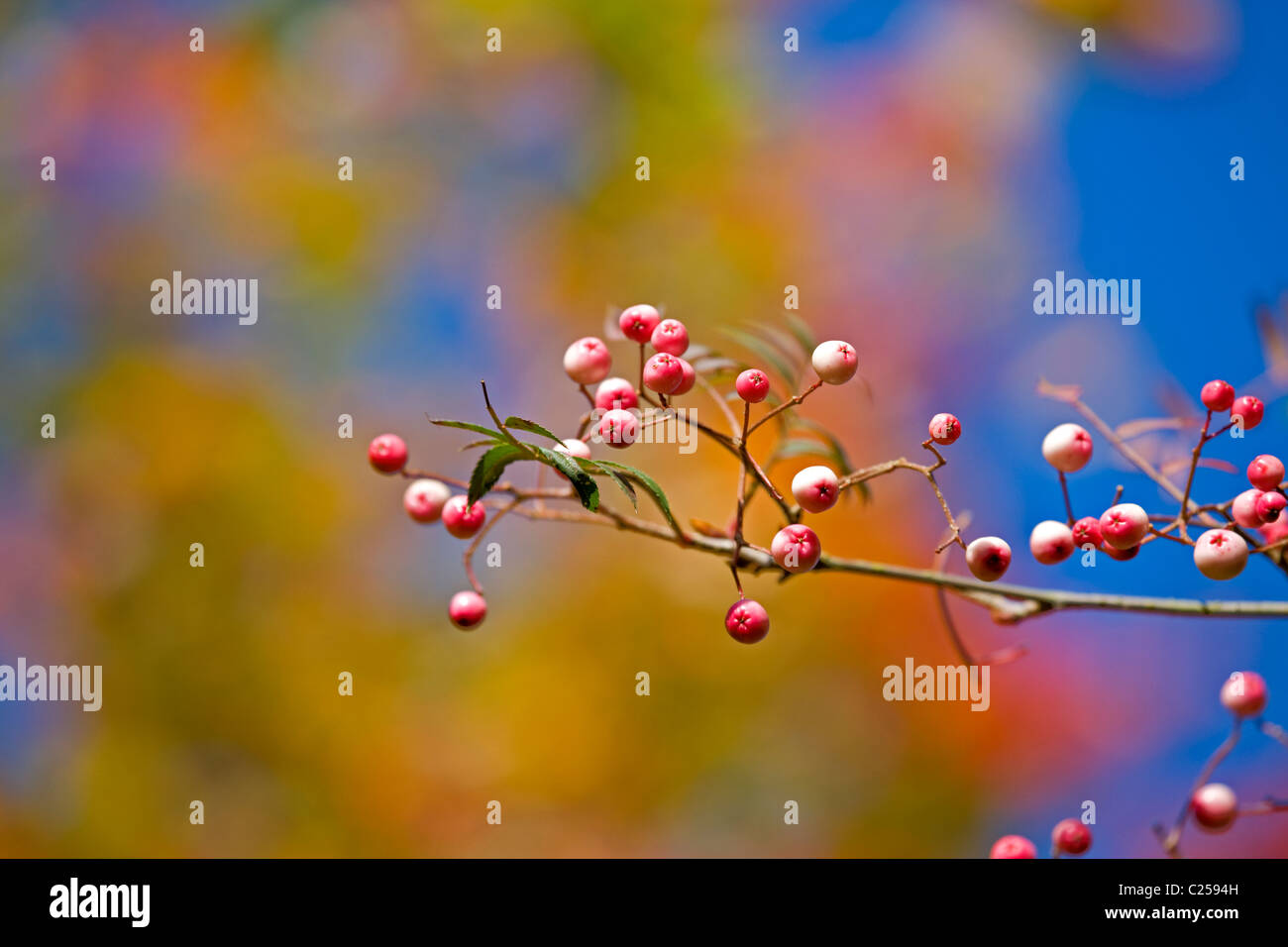 Golden acre hi-res stock photography and images - Alamy