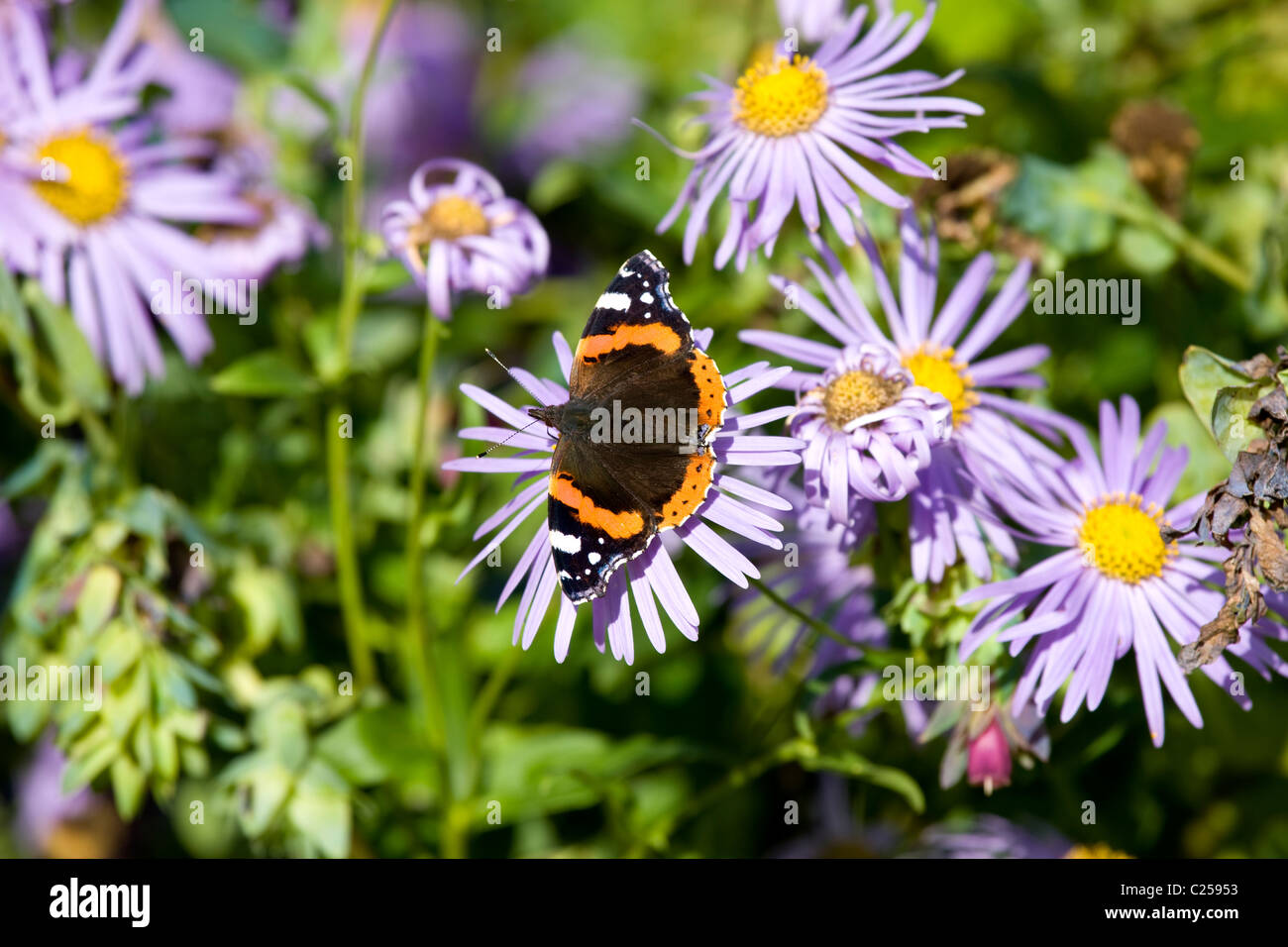 Golden lilac hi-res stock photography and images - Alamy
