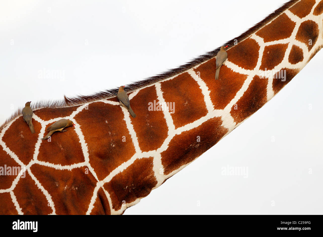 Red-billed Oxpeckers hitch a ride on the neck of a Reticulated Giraffe in the Samburu National Reserve Kenya Stock Photo