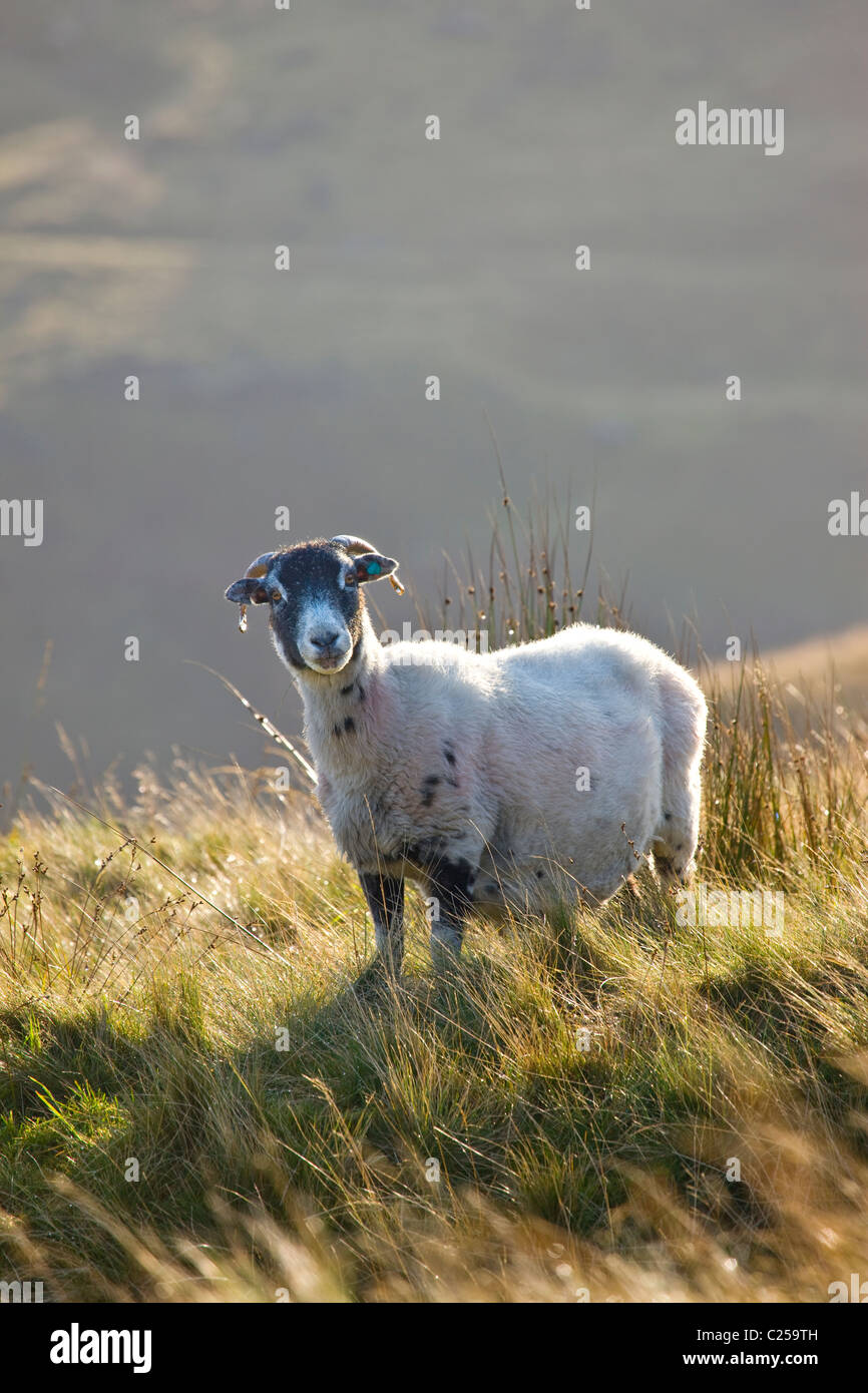 Sheep on Langfield Edge Stock Photo