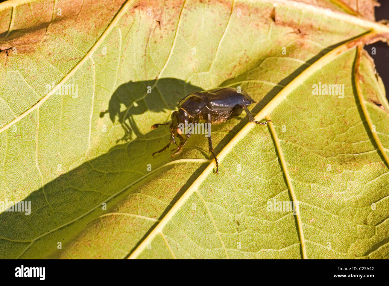 Ground beetle on autumnal leaf Stock Photo