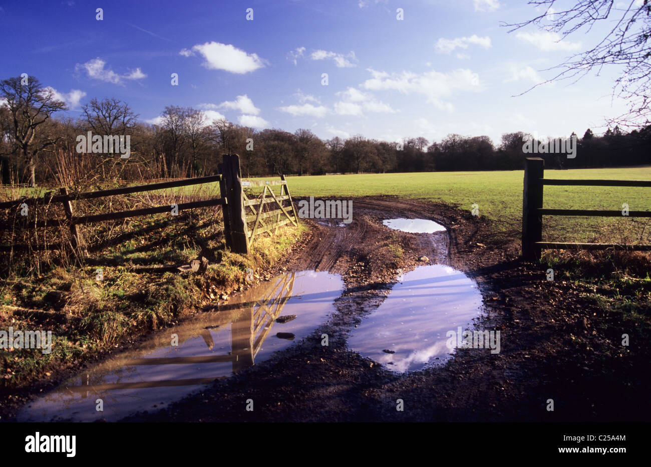 After the rains. Ashridge park Berkhamsted Hertfordshire England. Muddy water. Puddle. Old gate to field, wooden fence. Stock Photo