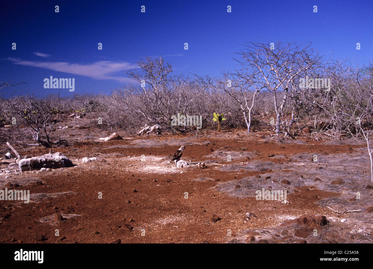 Bleak dry aspect on Isla Plaza island. Galapagos. Ecuador Stock Photo