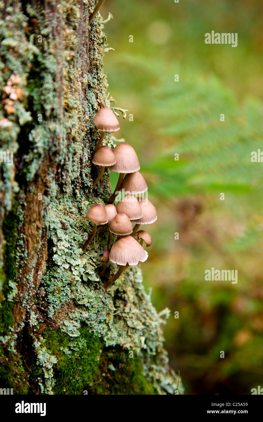 Mushrooms growing on tree stump in Goit Stock Wood Stock Photo - Alamy