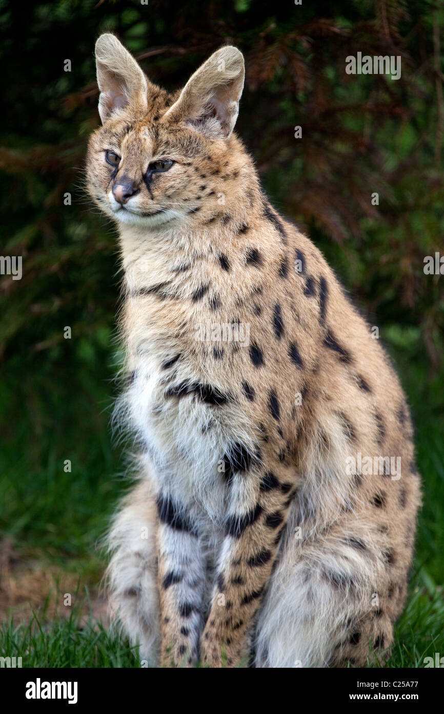 A portrait view of a Serval sitting in some grass Stock Photo