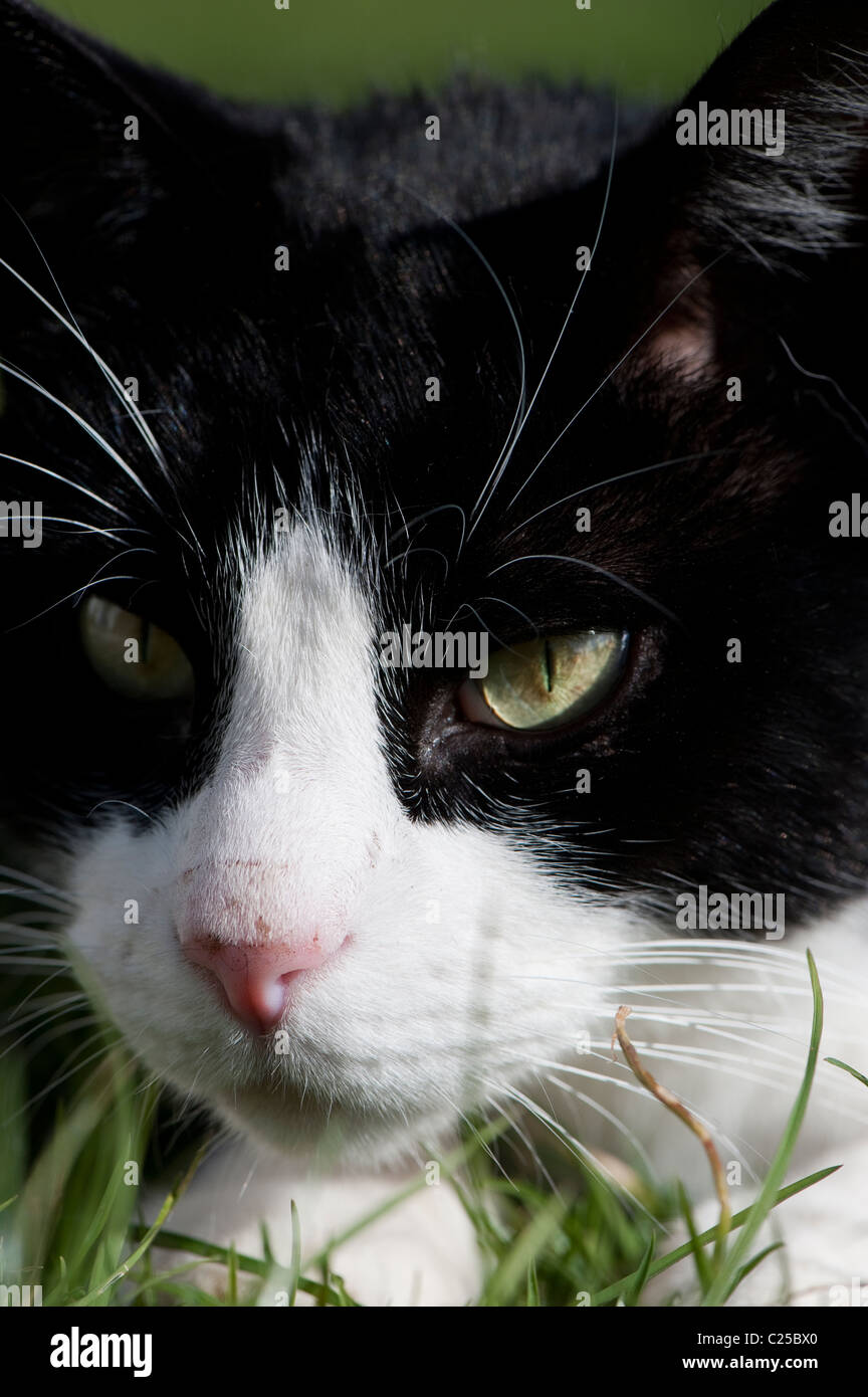 Close up of a black and white cat hunting Stock Photo - Alamy