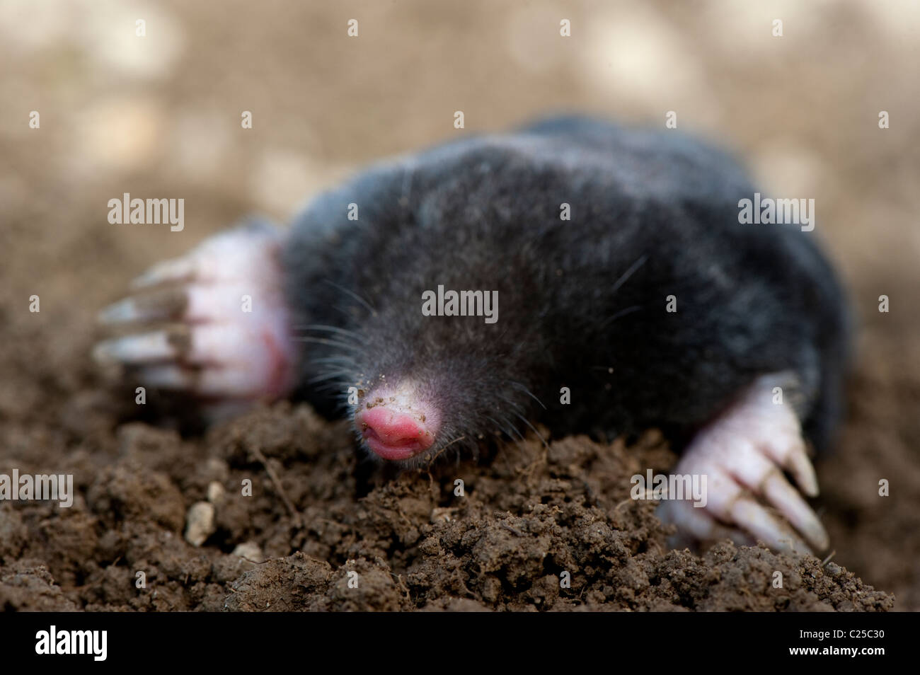 Common Mole (Talpa europaea) on surface of mole hill. Stock Photo