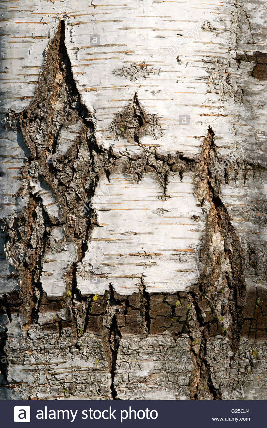 Birch Bark High Resolution Stock Photography and Images Alamy