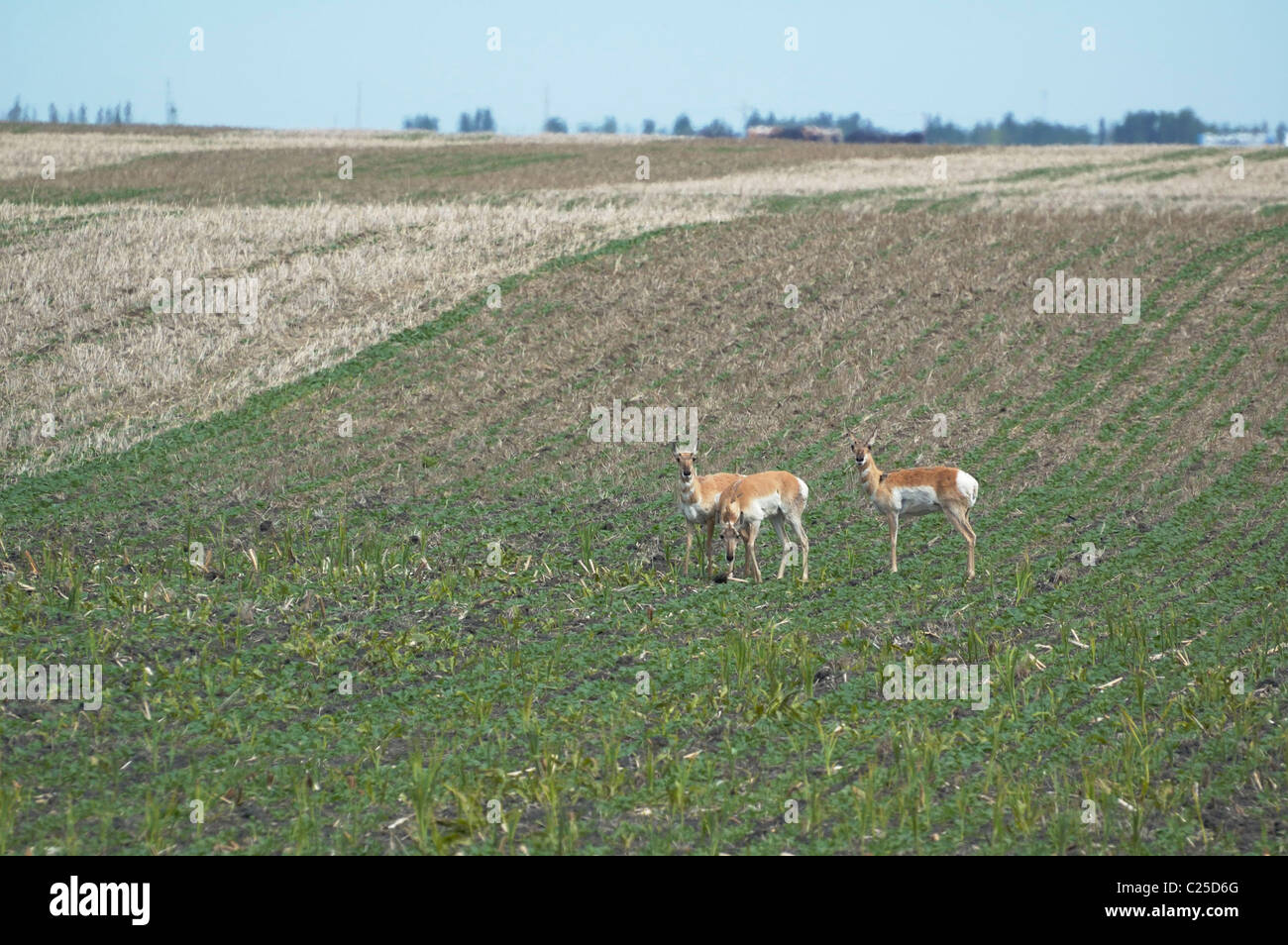 Pronghorn Antelope in Farmers field Stock Photo Alamy