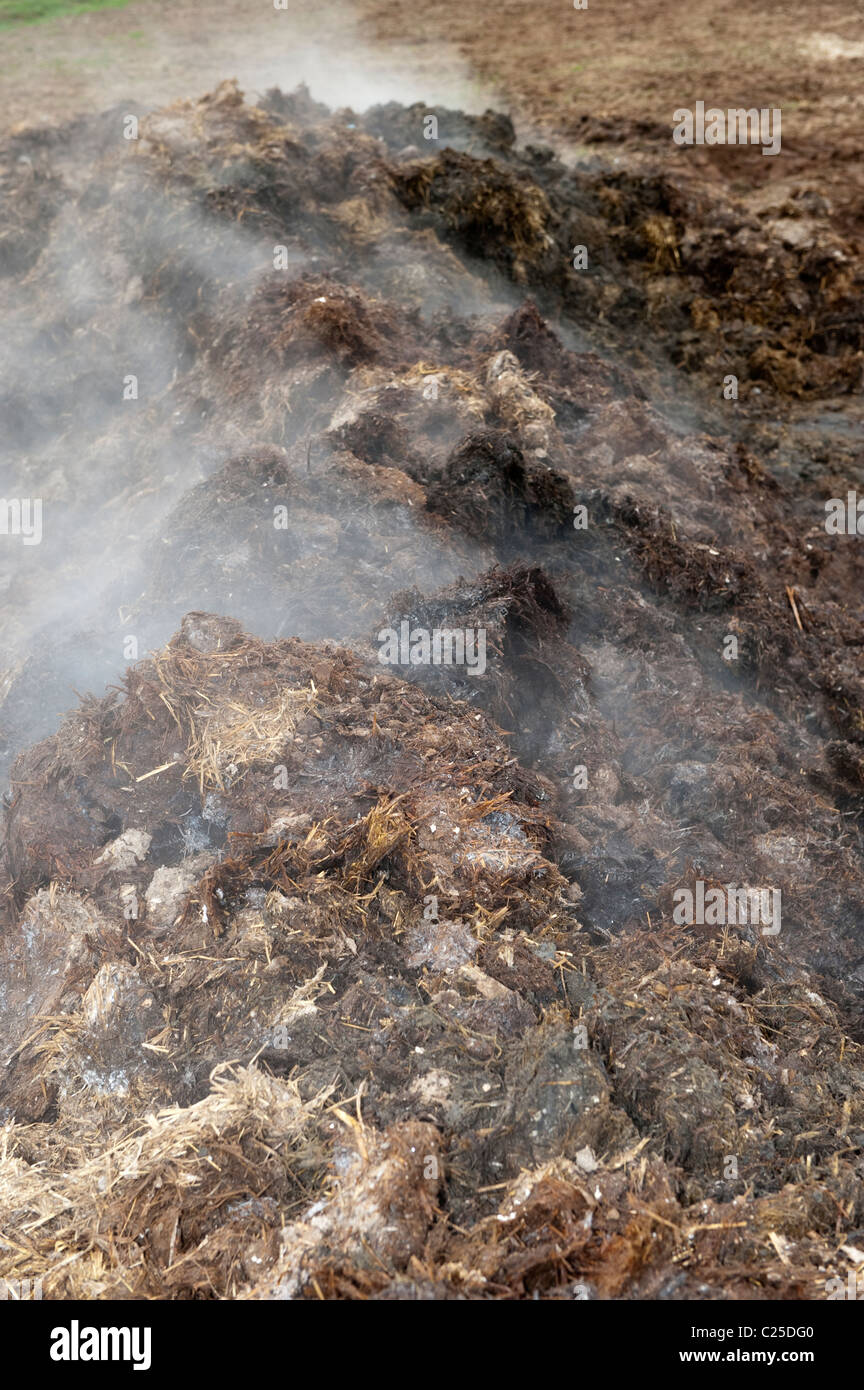 Steaming Midden of bedding manure. Stock Photo