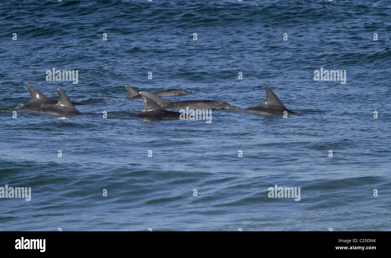 DOLPHIN POD IN INDIAN OCEAN JEFFREY'S BAY EASTERN CAPE SOUTH AFRICA 26 January 2011 Stock Photo