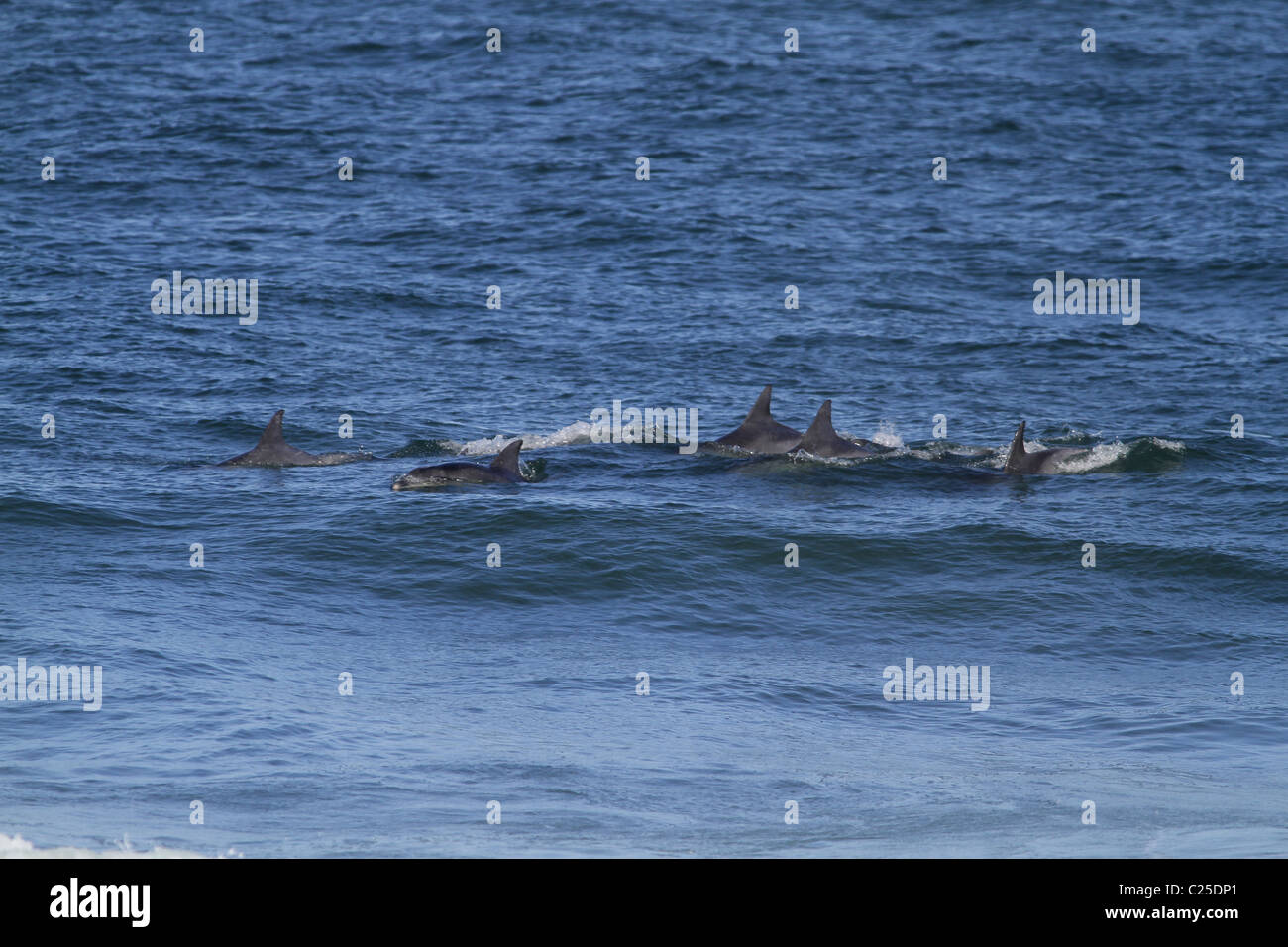 DOLPHIN POD IN INDIAN OCEAN JEFFREY'S BAY EASTERN CAPE SOUTH AFRICA 26 January 2011 Stock Photo