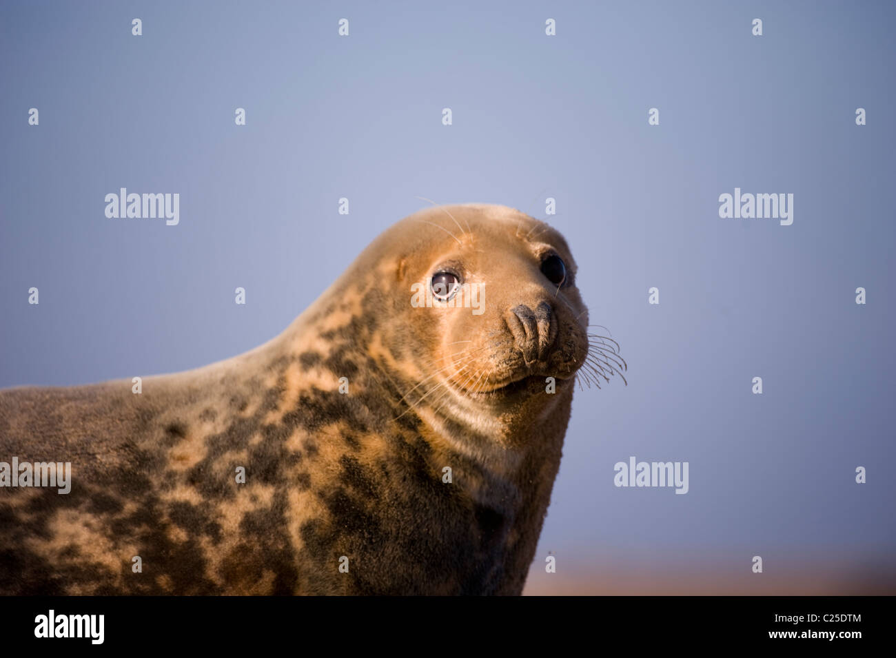 Portrait of a Grey Seal Cow Stock Photo