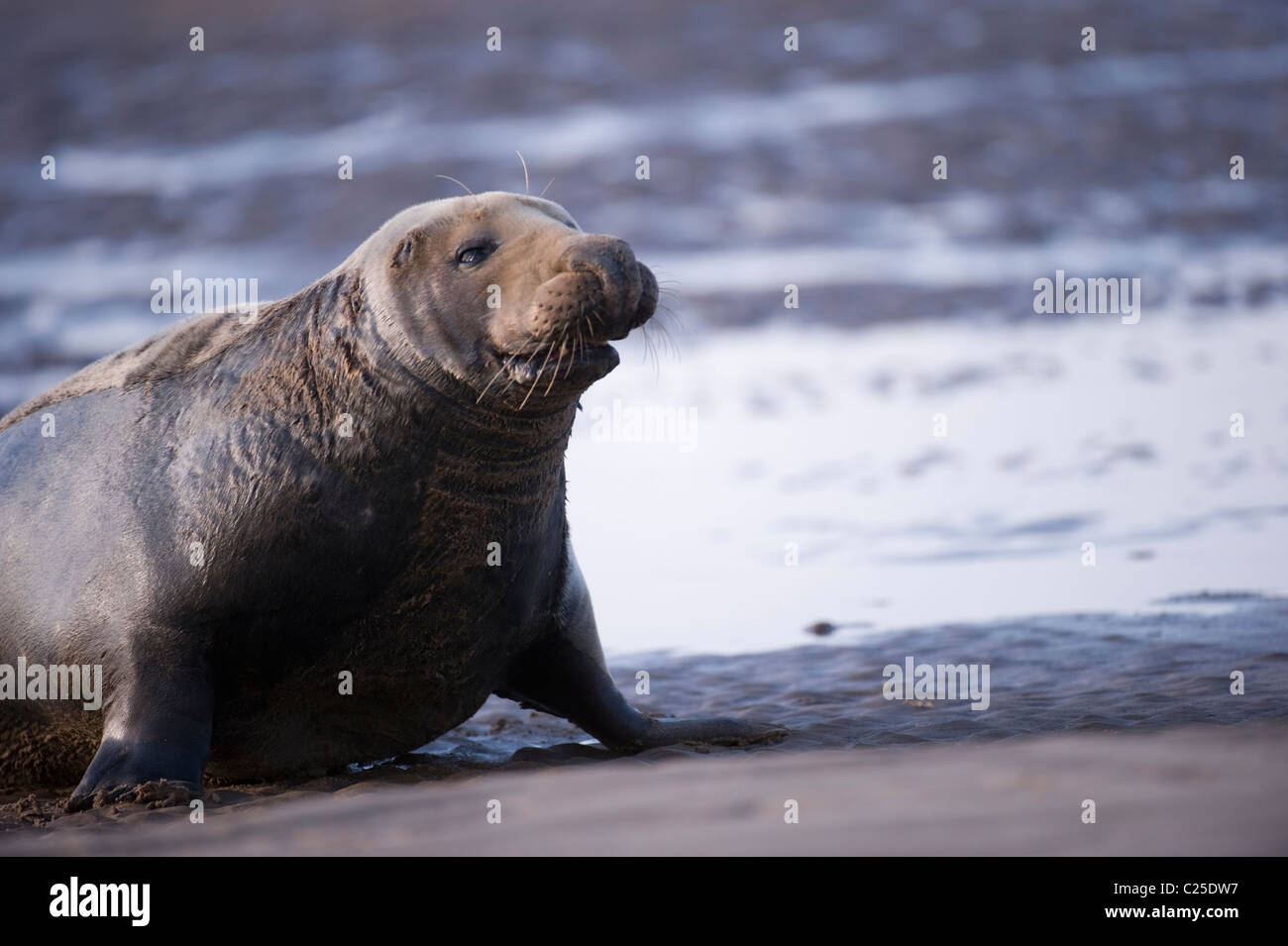 Grey Seal Bull Coming out of the sea Stock Photo