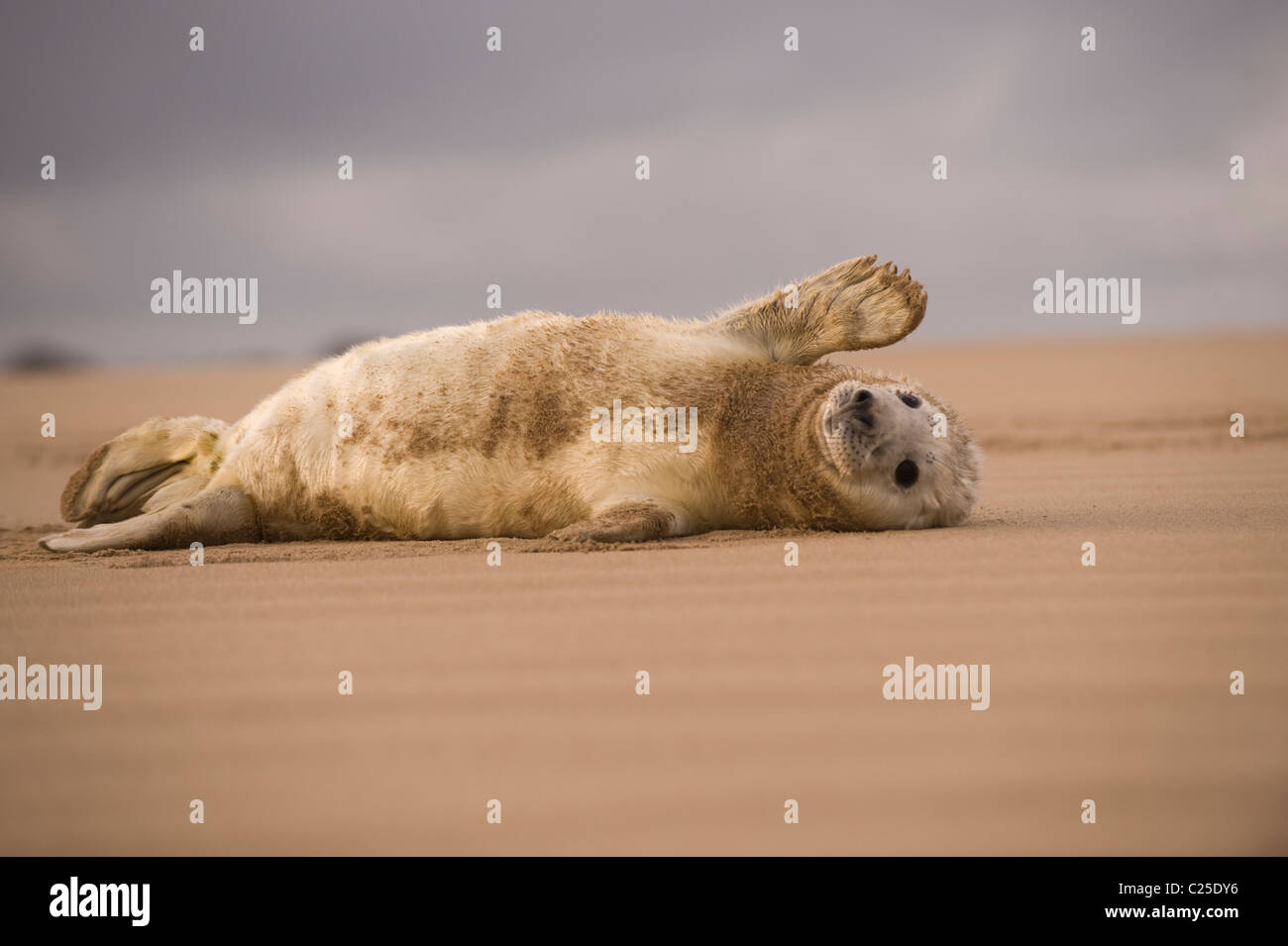 Cute Seal Pup on Donna Nook Beach Stock Photo