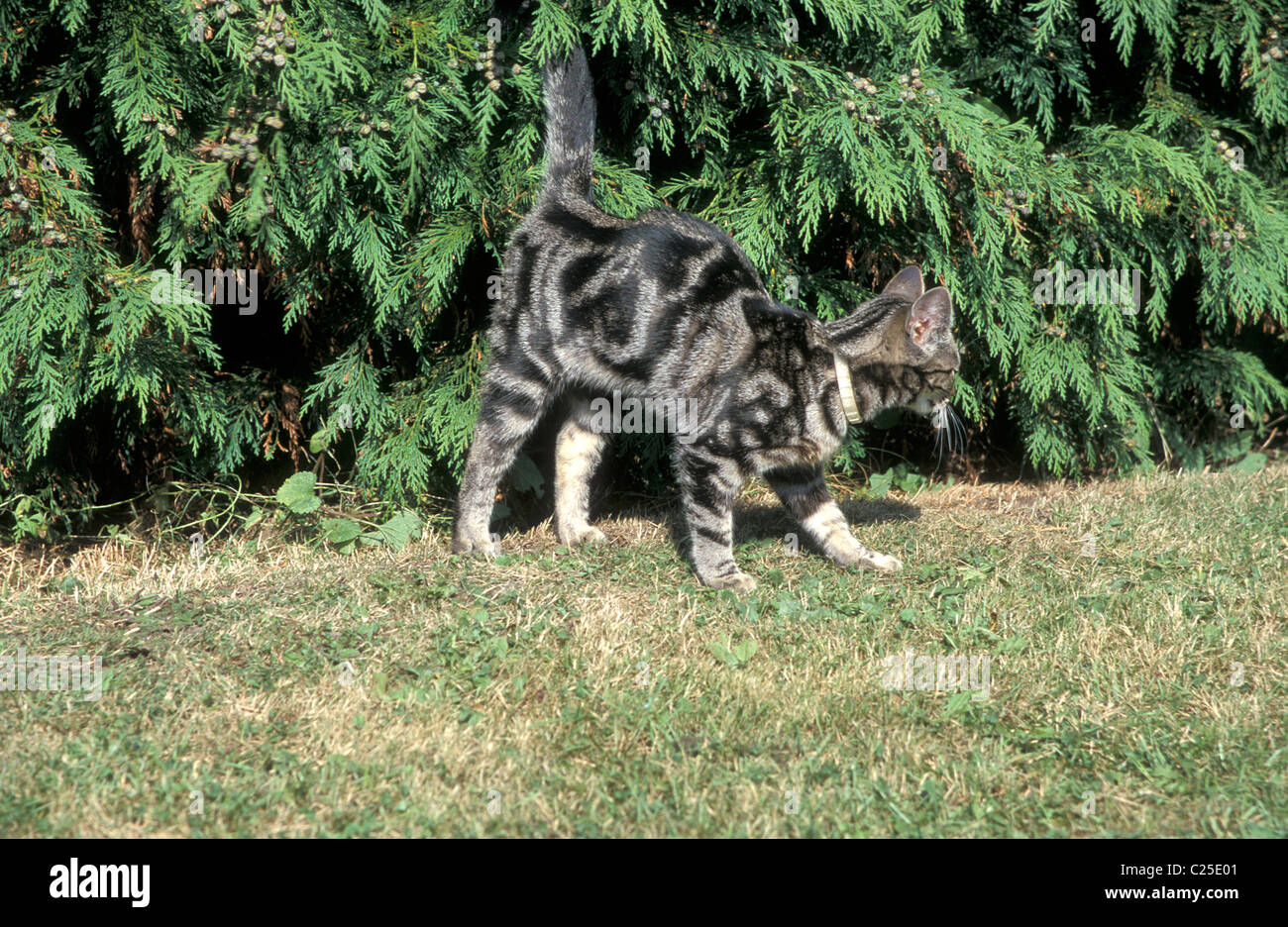 cat marking territory Stock Photo Alamy