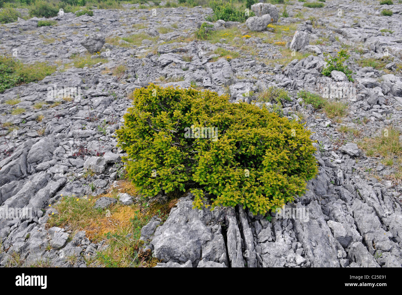 Juniper: Juniperus communis, growing on limestone pavement, The Burren, County Clare, Ireland Stock Photo