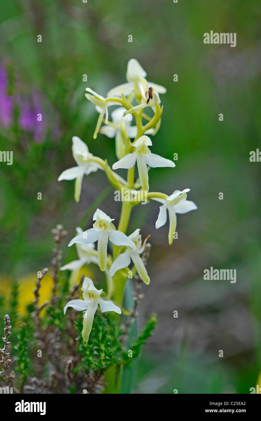 Lesser Butterfly Orchid: Platanthera bifolia. The Burren, County Clare, Ireland Stock Photo