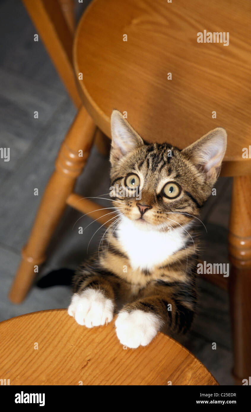 tabby kitten jumping up on chair Stock Photo Alamy