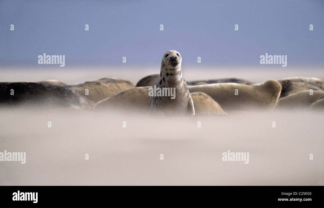 Grey seal (Halichoerus grypus), UK. Adults in blowing sand Stock Photo