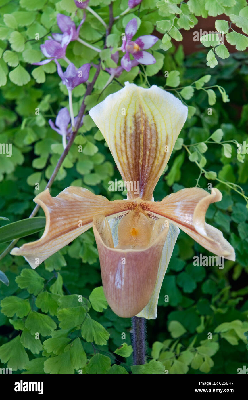 Slipper Orchid: Paphiopedilum insigne. Stock Photo